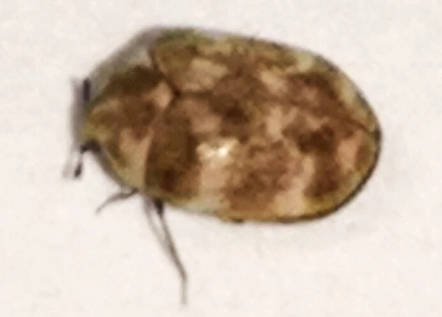 Anthrenus verbasci - pusztító múzeumbogár