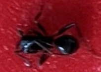 Lasius fuliginosus - kartonépítő fahangya