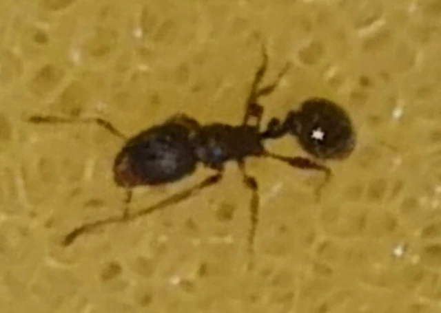 Tetramorium