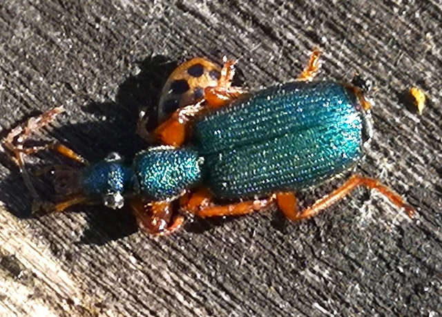 Drypta dentata - atlaszfutó
