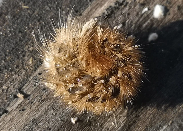Phragmatobia fuliginosa - füstös medvelepke