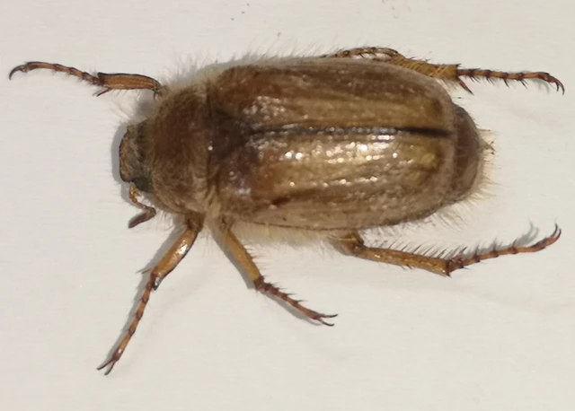 Amphimallon solstitiale - bordás sárgacserebogár