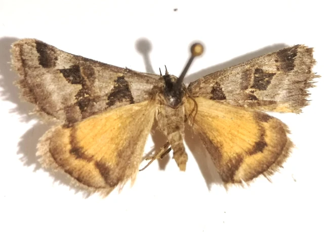 Gonospileia triquetra - kakukkfű-nappalibagoly