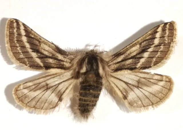 Lycia zonaria - öves tavasziaraszoló
