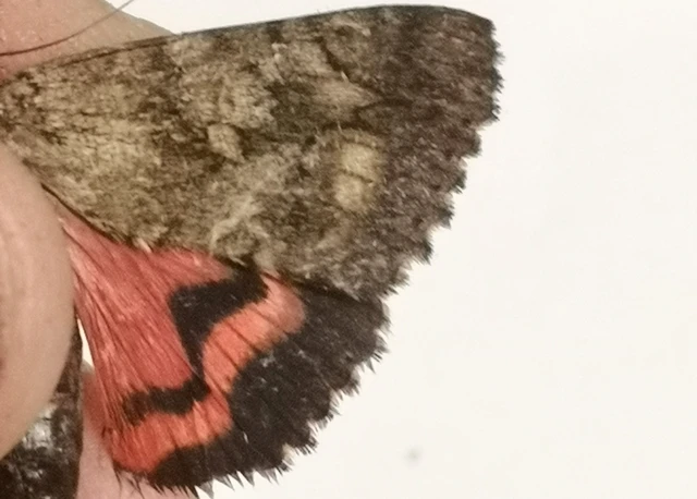 Catocala sponsa - tölgyfa-övesbagoly