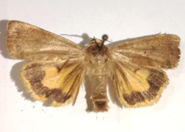 Noctua interjecta - zömök sárgafűbagoly