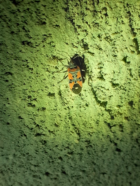 Lygaeus equestris/simulans