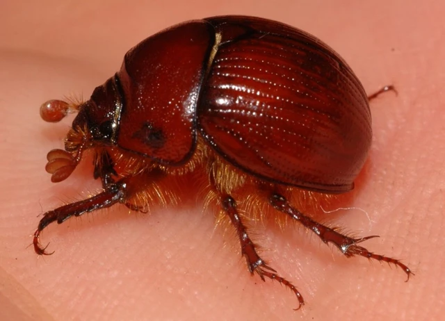 Bolbelasmus unicornis - szarvas álganéjtúró