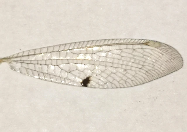 Megistopus flavicornis - kétfoltos hangyaleső
