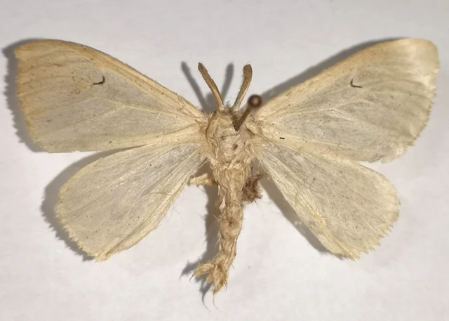 Arctornis l-nigrum - L-betűs gyapjaslepke