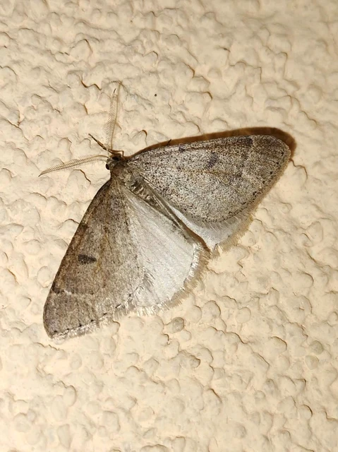 Theria rupicapraria - tavaszi kökényaraszoló