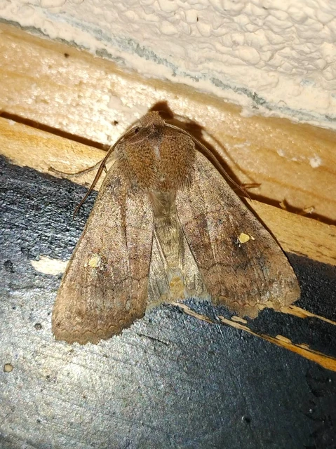 Eupsilia transversa - holdacskás télibagoly