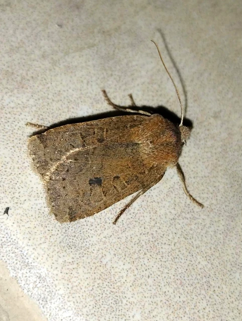 Conistra veronicae - veronika-őszibagoly