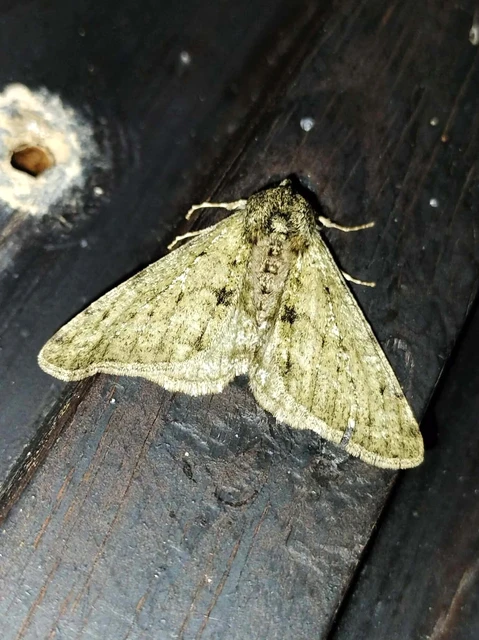 Apocheima pilosaria - zöldes tavasziaraszoló