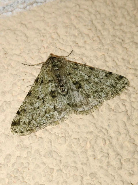 Apocheima pilosaria - zöldes tavasziaraszoló