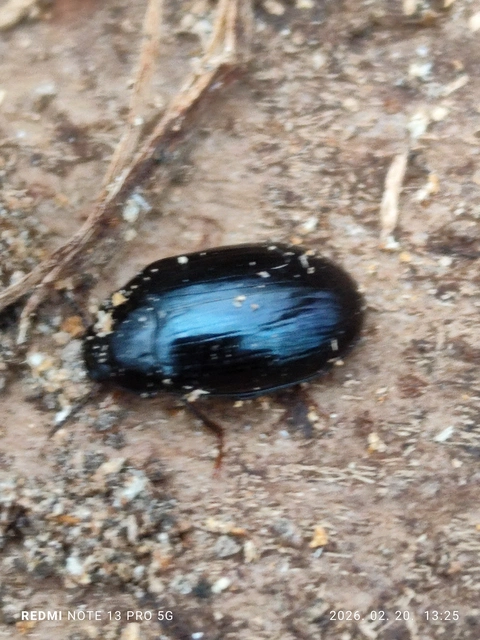 Platydema violaceum - fémkék taplóbogár