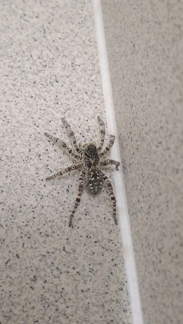 Lycosa singoriensis - szongáriai cselőpók