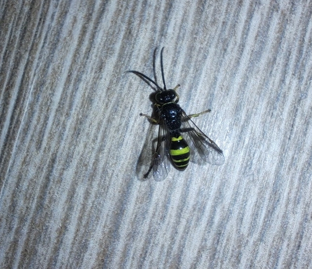Gorytes