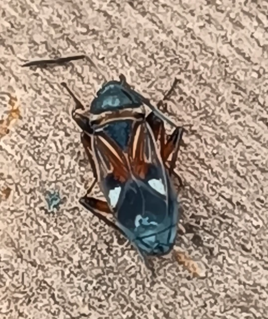 Raglius alboacuminatus - tarka díszesbodobács
