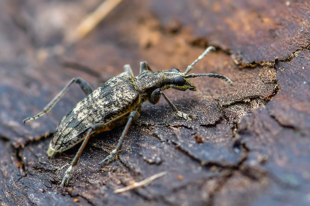 Rhagium inquisitor - fenyves-tövisescincér