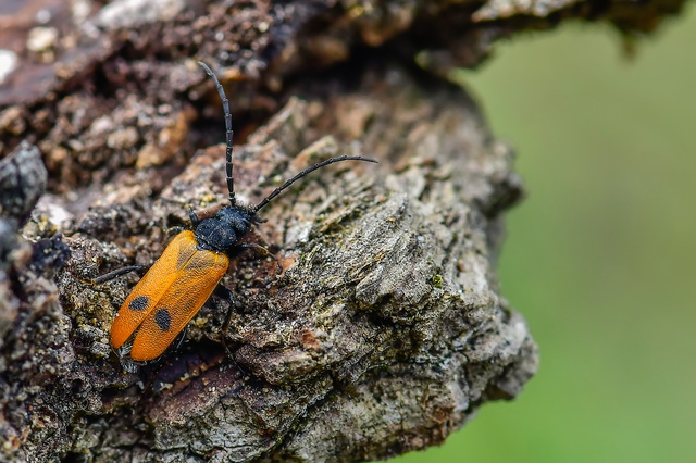 Apalus bimaculatus - kétfoltos élősdibogár