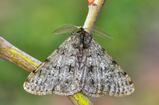 Apocheima pilosaria - zöldes tavasziaraszoló