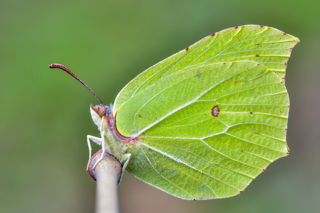 Gonepteryx rhamni - citromlepke