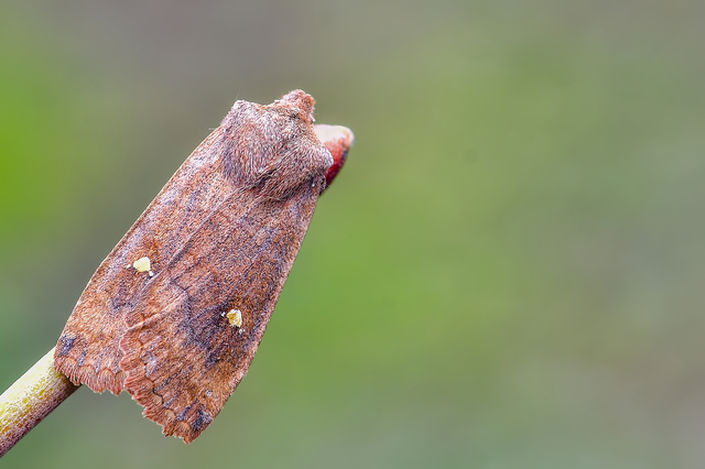 Eupsilia transversa - holdacskás télibagoly