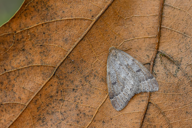 Theria rupicapraria - tavaszi kökényaraszoló