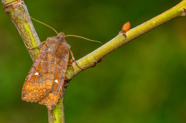 Eupsilia transversa - holdacskás télibagoly