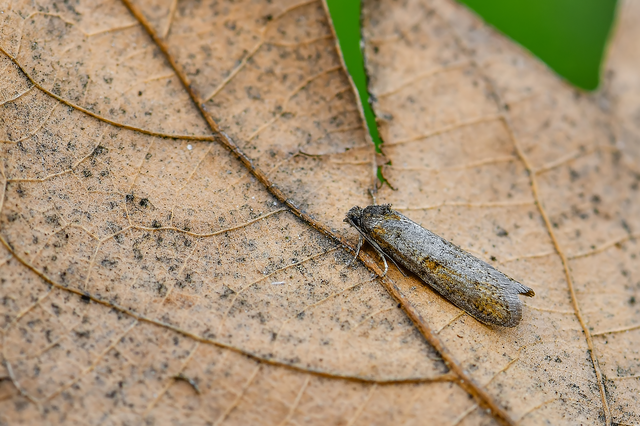 Tortricodes alternella - tavaszi sodrómoly