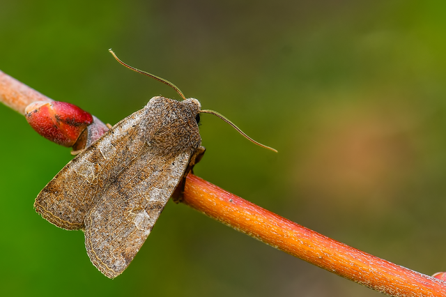 Conistra rubiginosa - szürke télibagoly