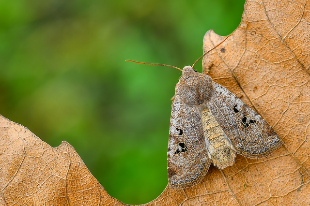 Conistra rubiginosa - szürke télibagoly