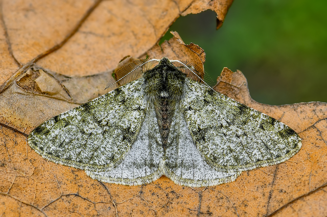 Apocheima pilosaria - zöldes tavasziaraszoló