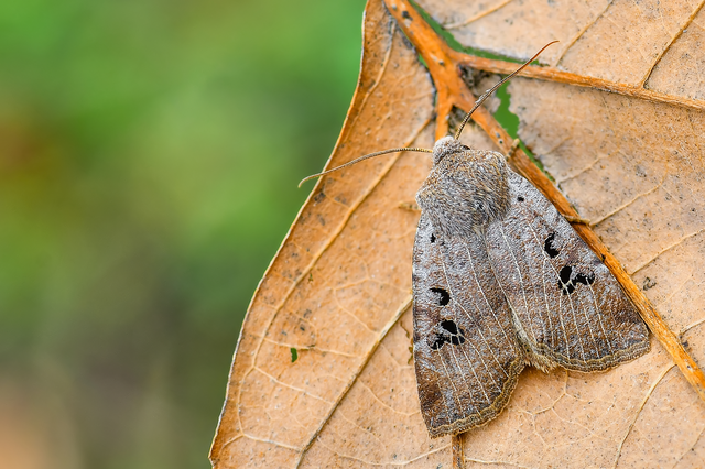 Conistra rubiginosa - szürke télibagoly