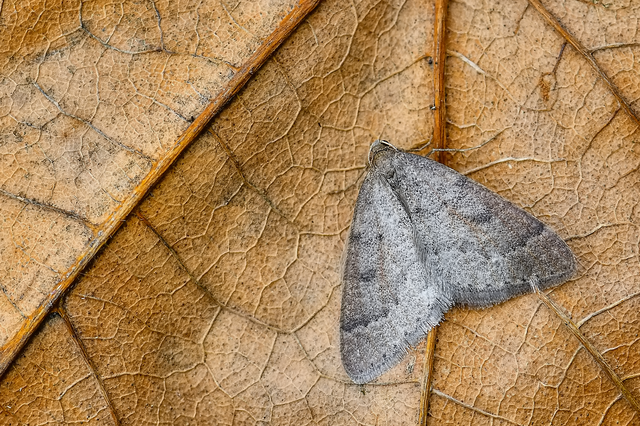 Theria rupicapraria - tavaszi kökényaraszoló