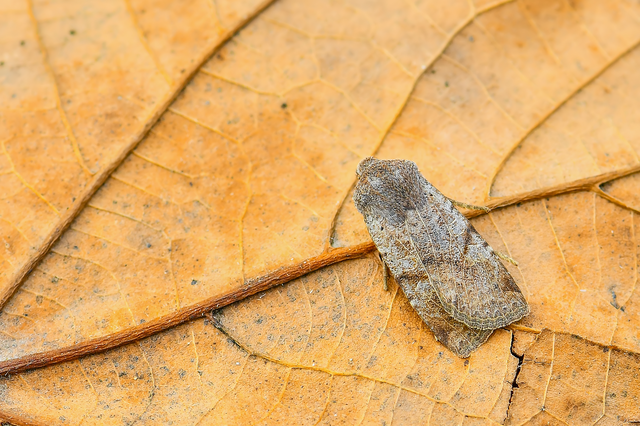 Conistra rubiginosa - szürke télibagoly