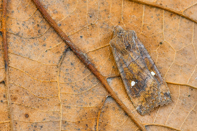 Eupsilia transversa - holdacskás télibagoly