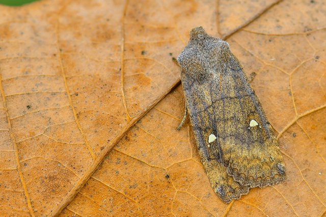 Eupsilia transversa - holdacskás télibagoly