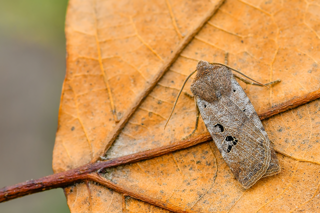 Conistra rubiginosa - szürke télibagoly