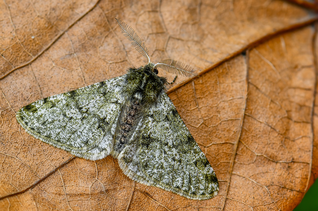 Apocheima pilosaria - zöldes tavasziaraszoló