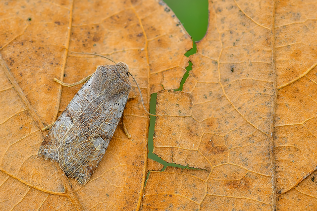 Conistra rubiginosa - szürke télibagoly