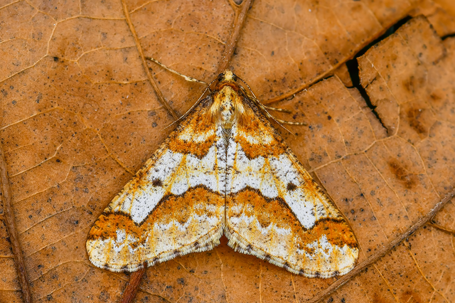Erannis defoliaria - nagy téliaraszoló