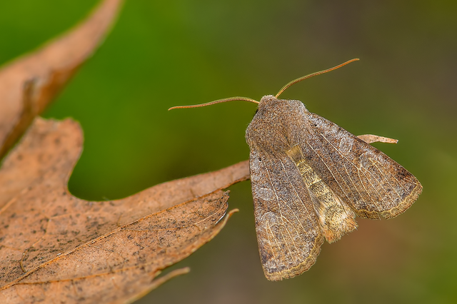 Conistra rubiginosa - szürke télibagoly