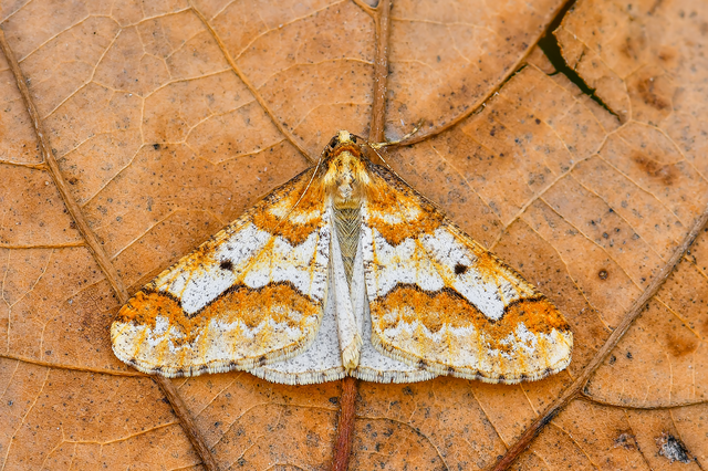 Erannis defoliaria - nagy téliaraszoló
