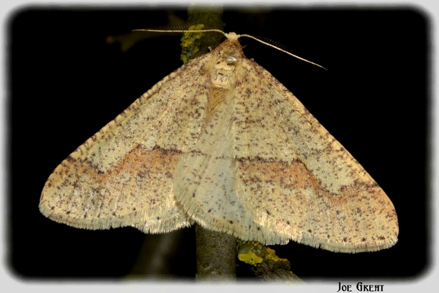 Agriopis marginaria - sárgás téliaraszoló