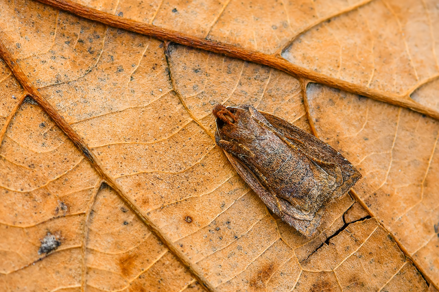 Conistra ligula - hegyesszárnyú őszibagoly