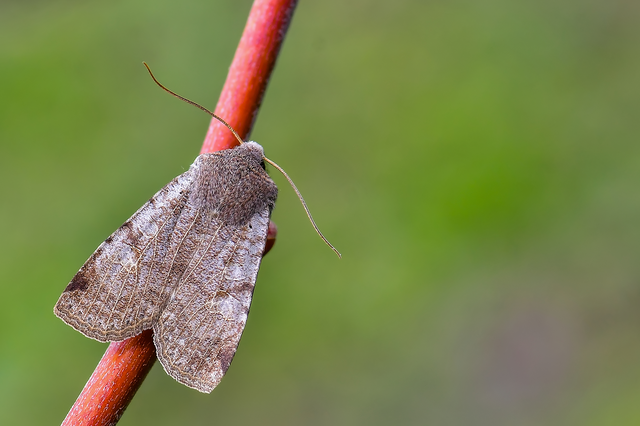 Conistra rubiginosa - szürke télibagoly