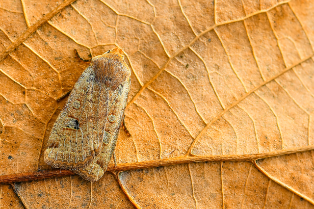 Conistra erythrocephala - vörösfejű őszibagoly