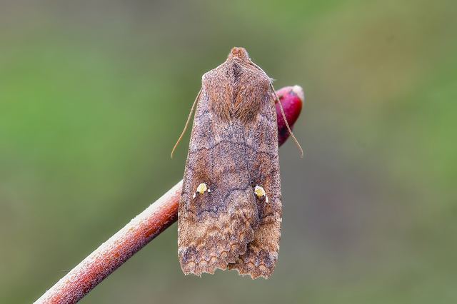 Eupsilia transversa - holdacskás télibagoly